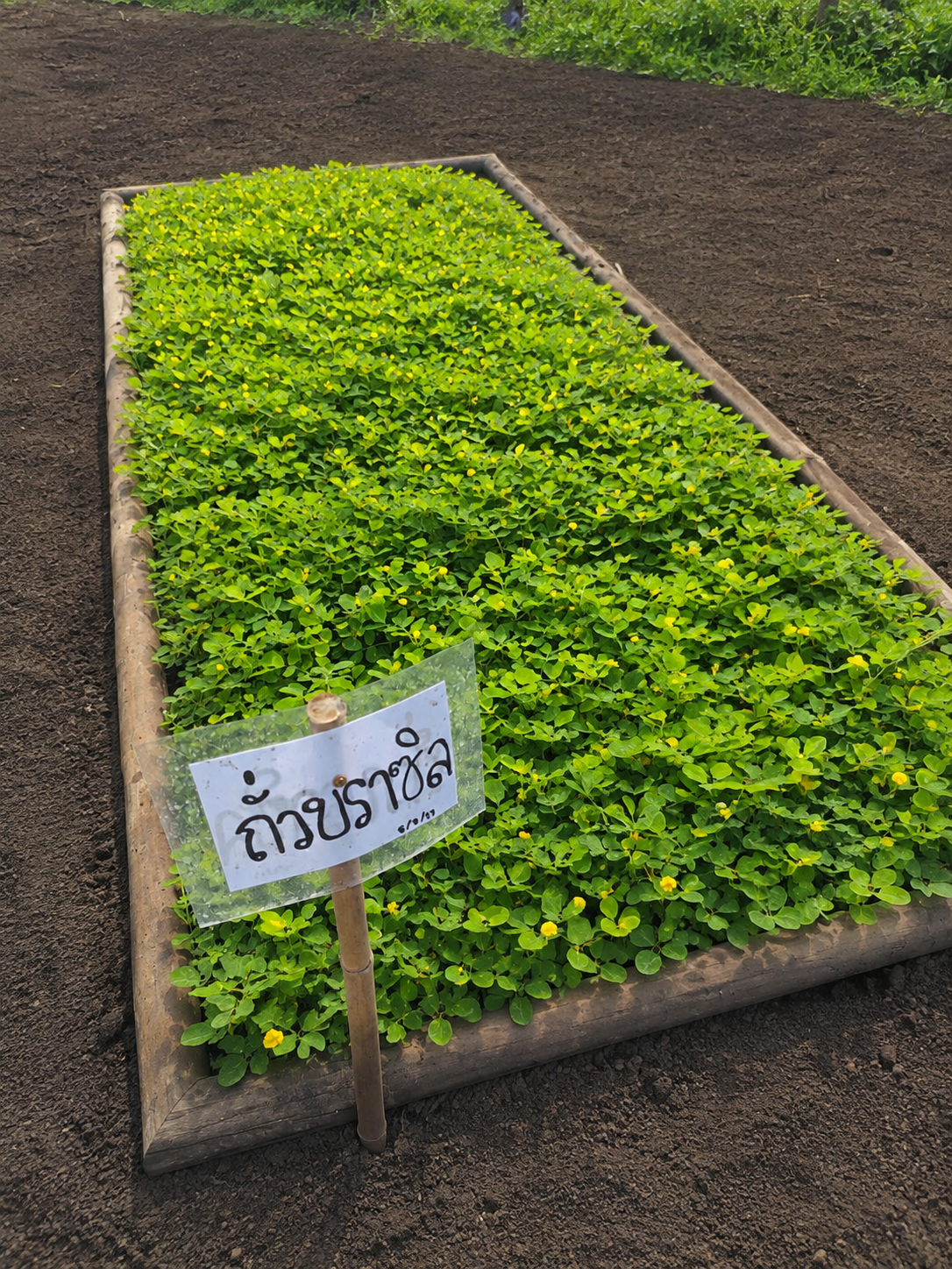 แปลงทดลองถั่วบราซิลในฟาร์ม Good Seed