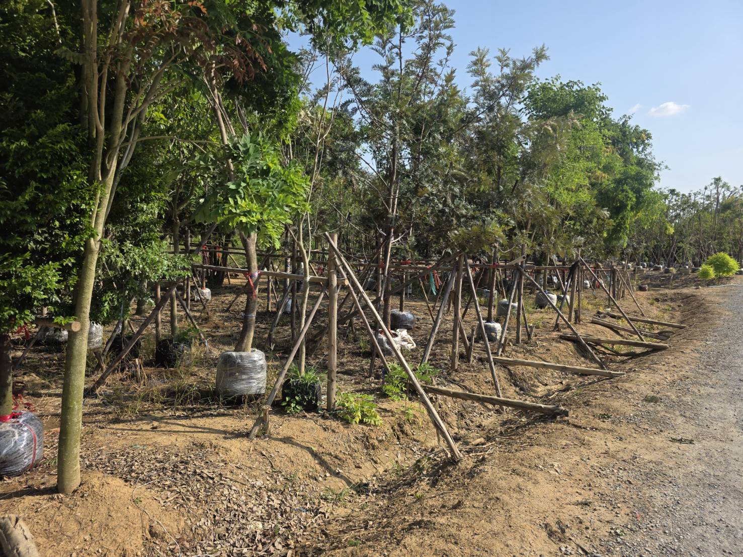 ไม้ล้อมขนาดใหญ่พร้อมค้ำยันในแปลงเพาะ Good Seed Farm