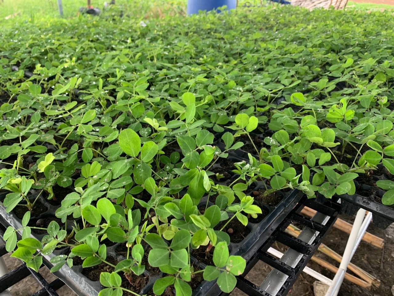 ต้นกล้าถั่วบราซิลในถาดเพาะที่ Good Seed Farm